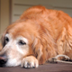 Illustration for article titled Elderly Dog Can Already Tell Owner Doesn’t Think She’s Worth $3,000 Gallstone Surgery